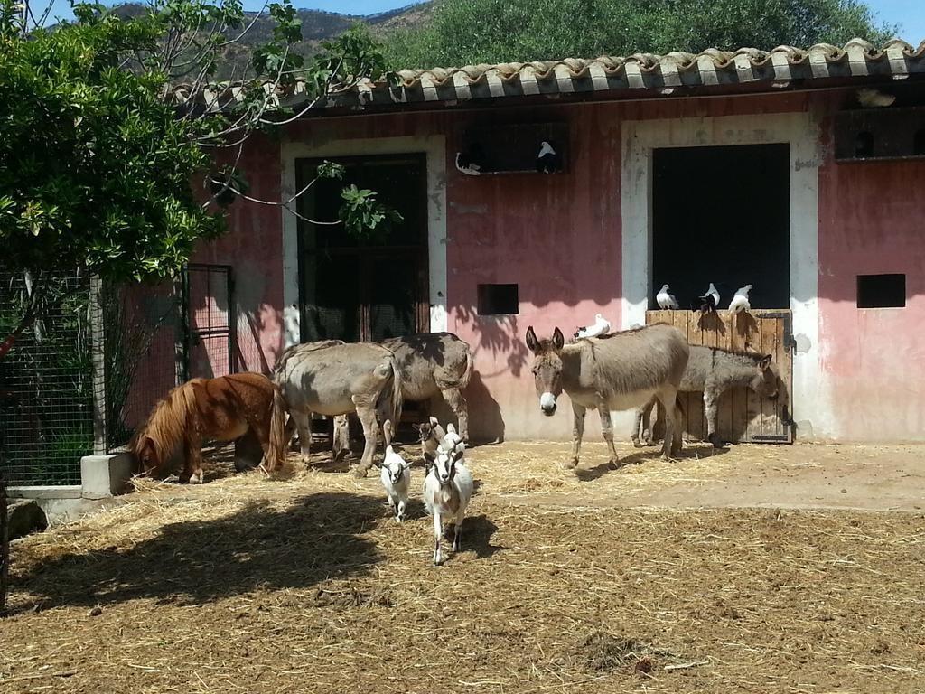La Fattoria Delle Tartarughe Villa San Gregorio  Ngoại thất bức ảnh